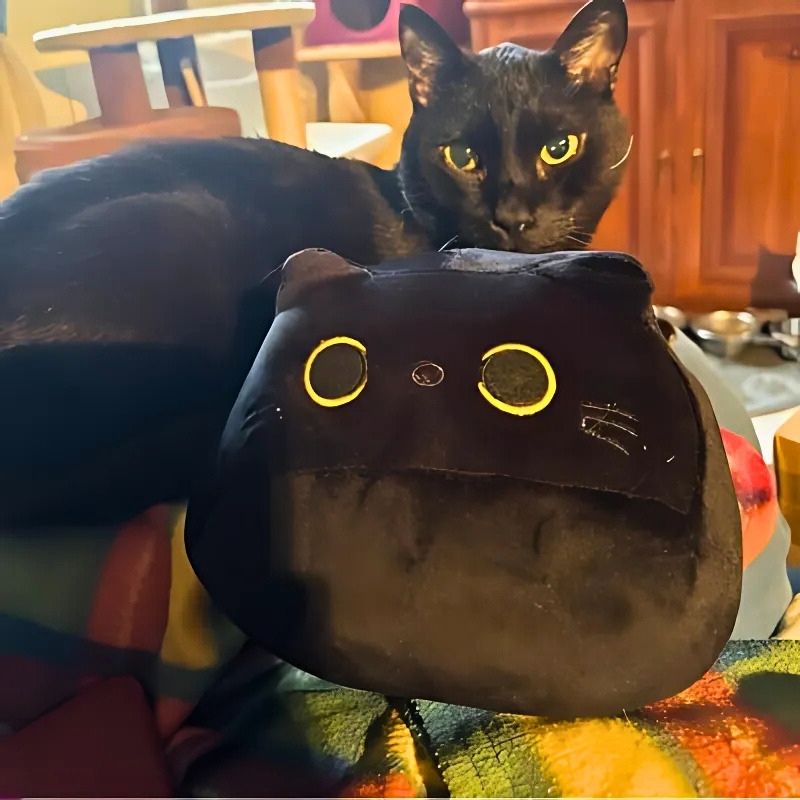 chat kawaii peluche chat avec vrai chat noir sur canapé