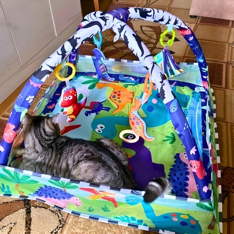un chat couché dans un tapis d'éveil bébé dinosaure